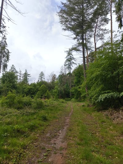 The image depicts a narrow dirt path leading through a wooded area. Lush green grass and foliage line the sides of the path. Tall trees with dense canopies border the path, obscuring much of the sky. The sky visible through the trees is overcast with light clouds. The path appears to be slightly wet or muddy in places.
Although I do not know the precise location within Mettlach, Germany, this scene is consistent with a wooded trail typical of the area.