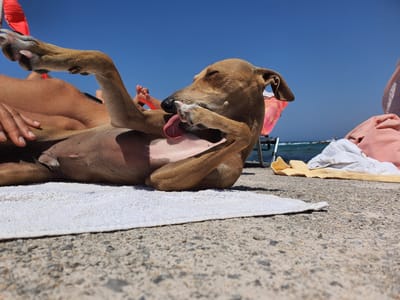 In the municipality of Chersonisos, Greece, a brown dog with its eyes closed and tongue out lies on a white towel on a concrete surface. The dog is positioned on its back, with its legs in the air, and appears to be licking its paw. A person's legs and torso are visible behind the dog, suggesting it is lying on them. In the background, a clear blue sky dominates, with the sea visible in the distance. Beach towels in various colors are scattered around, and a beach chair is partially visible. The scene suggests a relaxed atmosphere, likely at a beach or poolside location.