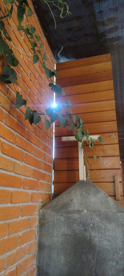 A medium-angle indoor shot shows a vine climbing upward against a wooden fence and a gray cement structure, on top of an orange brick floor. The vine, covered in leaves, extends upward through a gap between the fence and the floor. Light shines through the fence, making the leaves in the foreground glow. The fence is made of vertical wooden planks, and there is a white structure supporting what appears to be dried grass or sticks on the right. The gray cement structure is a trapezoidal shape and appears to be a part of the architecture. The brick floor is made up of orange rectangular bricks, and a dark black screen-like material is visible on the left, partially obscured by the vine.

While the location is requested to be Cuernavaca, Mexico, there is no data in the image that supports that claim.