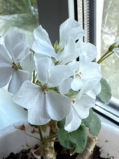 The image displays a close-up, high-detail view of a potted flowering plant, identified as a Pelargonium or Geranium species, situated indoors in the city of Vniissok, Russia. The plant features multiple clusters of white flowers, each characterized by five distinct, slightly textured petals and central anthers displaying a reddish-brown coloration. Several dark green, subtly textured, and somewhat lobed leaves are visible at the base of the flower clusters and along the stems. The plant is rooted in dark brown soil within a white pot, the upper rim and a portion of the side of which are observable in the lower left section of the frame. The background consists of a window, revealing a dark, vertical structural element of the window frame. Through the window, a blurred outdoor scene is discernible, indicative of green foliage and distant, indistinct structures. To the right of the central window frame, a vertical surface with a regular pattern of small, light-colored dots or perforations is present, consistent with a window screen, blind, or textured glass. The scene is illuminated by natural light entering from the window, emphasizing the details of the flowers and leaves. No people or overt actions are depicted.