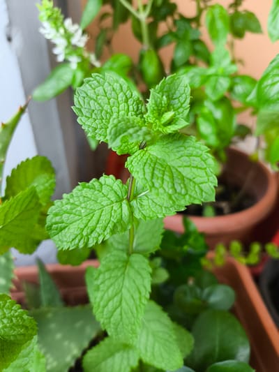 The image is a close-up, eye-level, outdoor photograph of a potted mint plant. The mint leaves are a vibrant green with visible veins and serrated edges. Two small, dark insects are perched on the upper leaves of the mint plant. In the background, out of focus, are other plants and terracotta pots, suggesting a balcony or garden setting. The overall lighting is bright and natural. There is no indication of Pomezia, Italy, or any specific urban features in the image.