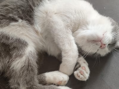 A close-up, high-angle, static shot shows a domestic cat sleeping on a gray surface. The cat is a bicolor breed, with patches of white and gray fur. Its eyes are closed, and its mouth is slightly open, revealing a pink nose and tongue. The cat's paws are visible, with pink toe beans. The background is a solid gray, consistent with a sofa or carpet. There is no indication of the location being in the city of Жарлыкөл, Kazakhstan.