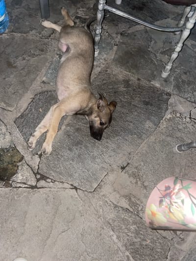 A light brown dog lies on its side on a stone-tiled patio. The dog's front legs are extended, and its head is turned to the right, with its eyes open. The dog appears to be resting. In the background, there are legs of a white metal chair. To the left of the dog, a blue water bottle is visible. In the lower right corner, a pink mug with a floral pattern is seen. The ground is made of irregular grey stone tiles. The scene is outdoors, possibly in a courtyard or a garden area. The time of day is indeterminate due to the lighting. There are no visible humans in the image. The specific location within Бәйтерек, Kazakhstan cannot be determined from the visual information provided.