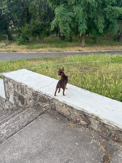 A small, dark brown chihuahua stands on a concrete ledge overlooking a grassy area and a road in Voznesensk, Ukraine. The ledge is bordered by a stone wall and there are concrete stairs leading up to it. Trees and foliage are visible in the background. The scene appears to be in a park or along a pathway.