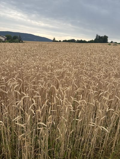 The image depicts a vast field of ripe wheat under a cloudy sky, located in the vicinity of Tavannes, Switzerland. The wheat stalks are tall and golden, with ears of grain clearly visible. In the background, a dark, forested hillside rises, topped by a ridge with a few scattered trees and what appears to be a structure or antenna. To the left of the hillside, a white house with a red roof is partially visible, nestled amongst green trees. The overall scene conveys a sense of rural landscape and the agricultural cycle.