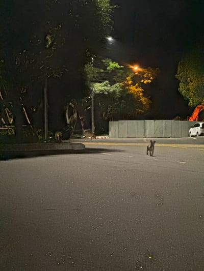 The image displays a nighttime outdoor scene on a paved asphalt road in Sơn Trà Ward, Vietnam. In the foreground, a small, light brown dog with prominent ears walks away from the camera, positioned near the center of the road. In the midground, adjacent to the left curb, two deer are visible: one light brown deer with discernible spots stands with its head lowered, and a second, lighter-colored deer is partially obscured behind the curb. A yellow lane line is present on the right side of the road, leading towards a red-and-white striped curb section. The environment is dark, illuminated by white and orange streetlights that highlight dense tree foliage. On the right, a corrugated metal fence marks a boundary, behind which a white vehicle is partially visible, and an orange arm of heavy machinery, likely an excavator, extends upwards. No human subjects are present.