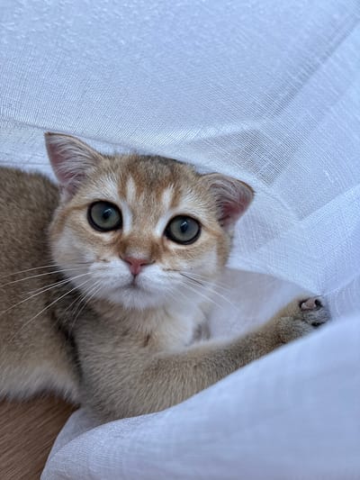 The image shows a close-up of a young cat with golden-brown fur and large green eyes, partially obscured by white translucent fabric. The cat is lying down, with its head turned towards the camera. One of its front paws is visible, resting on the fabric. The background consists of the white fabric and a hint of a wooden surface. There are no people or any specific location in Bönnigheim, Germany, identifiable in this image.