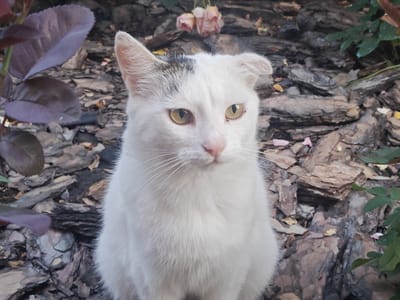 A white cat with a black patch on its head and yellow eyes is sitting outdoors on a surface of wood chips and rocks. The cat is looking to the left of the frame. In the background, two pale pink roses are visible. The image was taken in the city of Podstёpki, Russia.