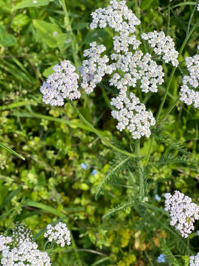This media file features a close-up, top-down view of a cluster of white yarrow flowers in a natural outdoor setting. The yarrow flowers are the primary subjects, characterized by their small, delicate white petals forming dense umbels. They are interspersed with green foliage, including feathery fern-like leaves and broader green leaves. In the background, out-of-focus greenery and hints of other small flowers, some appearing blue, suggest a meadow or wild garden environment. The lighting suggests it is daytime, with soft, diffused light that highlights the textures of the flowers and leaves. There are no people or objects other than the natural flora visible. The scene evokes a sense of natural beauty and tranquility. The location context is provided as Zarechny, Russia, implying a rural or semi-rural environment. No text is visible in the image.