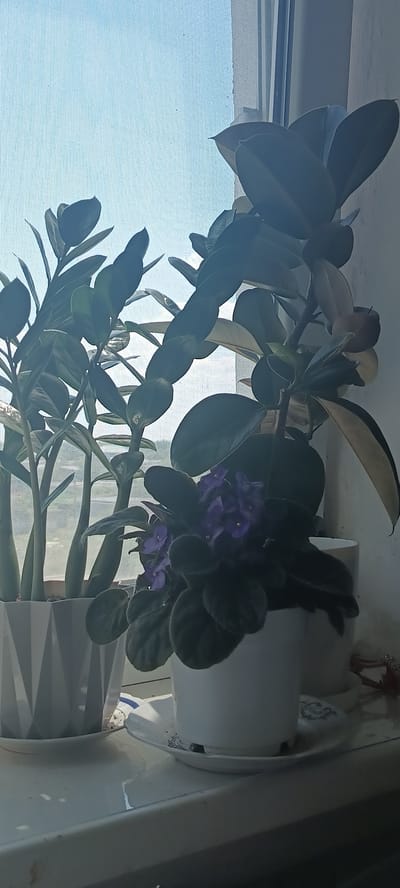 The image shows a cluster of houseplants on a windowsill, with a bright, overcast sky visible through a sheer curtain behind them. The plants appear healthy and well-maintained. In the foreground, a tall plant with large, glossy, dark green leaves, likely a rubber plant, stretches upwards and to the left. To the right of it, a smaller plant with fuzzy, dark green leaves and small purple flowers, possibly an African violet, is in full bloom. The plants are housed in white pots, one of which has a textured, geometric pattern.

The lighting suggests it is daytime, likely morning or afternoon, with diffused sunlight coming through the curtain. The overall scene conveys a sense of indoor tranquility and domestic life. No people are visible in the image. The location context of Bilhorod-Dnistrovskyi, Ukraine, is not visually evident from the image itself, but it provides a geographical reference. There is no visible text in the image.