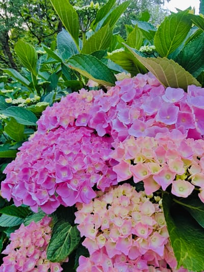A close-up, eye-level, full-frame shot captures several blooming hydrangea flower clusters in a garden setting. The foreground features dense clusters of pink and light yellow hydrangea florets, some transitioning between the two colors. Large, dark green leaves surround the flowers. In the background, more hydrangea blossoms and foliage are visible, along with the suggestion of trees and sky. The lighting appears natural and diffused, possibly indicating an overcast day or late afternoon sun. The location is not discernible from the image itself.
