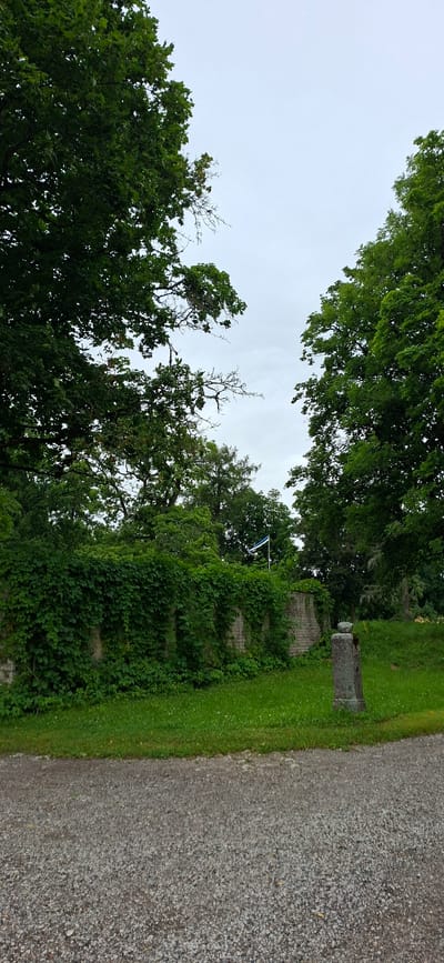 The image shows a view of a stone wall covered in lush green ivy, set against a backdrop of mature trees and an overcast sky. To the left of the image, the dense foliage of a large tree dominates the frame, its branches reaching towards the sky. A similar canopy of green trees is visible on the right side. In the middle distance, a flagpole stands erect, bearing the flag of Estonia, which is a tricolor of blue, black, and white horizontal stripes. The wall itself appears to be ancient, with visible stonework peeking through the dense ivy growth. In the foreground, a gravel path leads into the scene, bordered by a strip of vibrant green grass. A weathered stone marker or pillar stands on the right side of the grassy area. The overall impression is one of a tranquil, historical setting within a natural landscape, likely in Kohatu, Estonia, given the presence of the Estonian flag.
