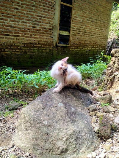 A white and orange cat with green eyes is sitting on a large, gray, weathered rock. The cat is licking its left paw and looking to the left. The cat's tail is black and white and is trailing behind it. The rock is situated in front of a brick building with a window. Green foliage surrounds the rock and building. The ground is covered in small stones and gravel. The scene is located in Kecamatan Sambirejo, Indonesia, at latitude -7.512 and longitude 111.103.