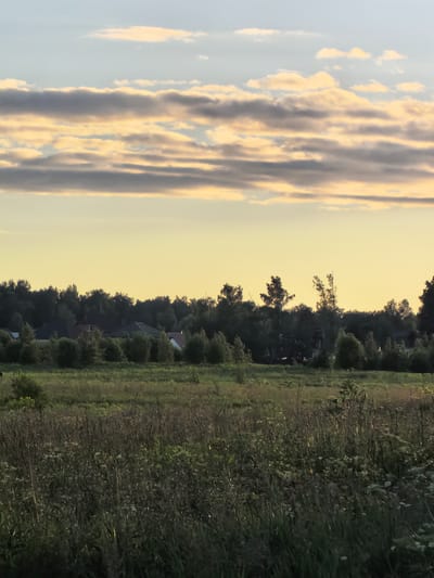 The image depicts a rural landscape with a field in the foreground and a line of trees in the middle ground. Several houses with dark roofs are visible nestled amongst the trees. The sky above is a pale yellow with streaks of clouds. The scene appears to be set in Misaylovo, Russia, possibly during the late afternoon or early evening, given the warm light and the colors of the sky. The field is covered in tall grass and some smaller plants. There are no people visible in the image. The overall atmosphere is tranquil and serene.