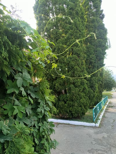 This media file captures a lush, green outdoor scene with a focus on vegetation and a pathway. In the foreground, a dense wall of vibrant green leaves, likely from a climbing plant, dominates the left side of the frame. Intertwined with these broad leaves are the feathery branches of a coniferous tree, adding texture and depth.

Behind the foliage, several tall, upright evergreen trees stand in a row, their dense canopies creating a sense of privacy or enclosure. A thin, delicate vine with small green leaves gracefully extends from the left side of the frame towards the evergreen trees, reaching out as if searching for support.

The background reveals a paved pathway or road, stretching into the distance. Along the edge of the pathway, a bright green metal fence with white square accents separates the vegetation from the walkway. The fence appears to be bordering a grassy area. The ground on the pathway shows signs of wear and tear, with patches of lighter and darker asphalt. White-painted concrete curbs line the edge of the pathway next to the grass.

The time of day appears to be late afternoon or early evening, suggested by the soft, diffused sunlight filtering through the leaves and casting a bright glow in the upper portion of the image, creating a somewhat hazy sky. The overall atmosphere is serene and natural, emphasizing the verdant growth and the peaceful setting. There are no people visible, and no overt text is present in the image. The location context points to Nosivka, Ukraine.