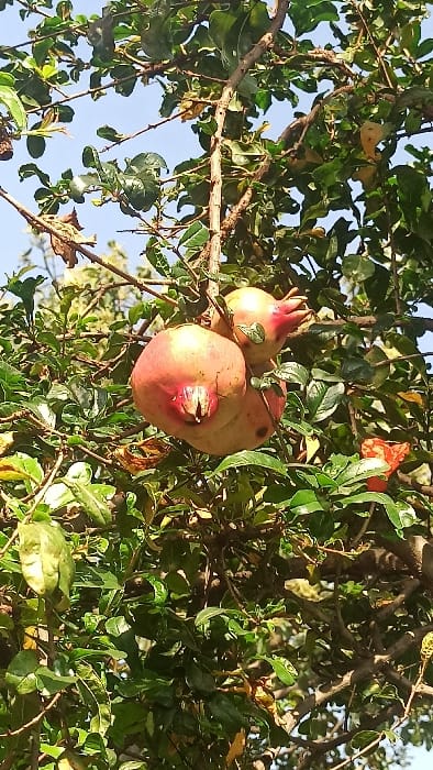 Pomegranates hang from a tree, surrounded by lush green leaves. Three fruits are clustered together, displaying shades of red, pink, and yellow. A single red flower blooms nearby. The branches create a dense canopy against a clear blue sky. The pomegranates appear ripe and ready for harvest. Sunlight filters through the leaves, illuminating the fruits and foliage.