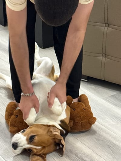 A beagle-like dog lies on its back on a light-grey, wood-patterned floor and is positioned on top of a brown teddy bear. A person with black hair, wearing a light beige shirt and black pants, is positioned to the left of the dog and uses both hands to rub the dog's stomach. The person is wearing a silver bracelet on the left wrist. The dog is tan and white with black spots around its muzzle. Part of a beige couch is visible in the upper left corner.