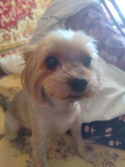 A close-up, slightly blurry, eye-level shot shows a small Yorkshire terrier dog sitting on a patterned surface. The dog has light brown fur with darker brown markings around its eyes and ears. Its eyes are dark and its nose is black. The dog's body is mostly white, with some light brown fur visible on its legs. The dog is looking directly at the camera. The background is out of focus, but appears to be a patterned textile, possibly a rug or blanket, with red and yellow motifs. The overall scene is domestic and casual. The image was taken in Saransk, Russia.