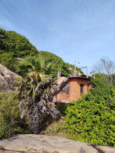 The image depicts an exterior scene under a clear blue sky. In the foreground, large, textured rocks are visible. To the left, a large palm tree with a thick, dark trunk and wide green fronds stands prominently. Behind the palm tree, a rocky slope covered in lush green foliage rises. A brick building with an orange-red hue is situated on the right side of the image, partially obscured by dense green vegetation. The building appears to be a small house or structure with visible windows and a roof with tiles. There are also some wooden posts and a metal structure on top of the building, suggesting it might be unfinished or under repair. Several small birds are perched on a bare, leafless tree to the right of the building. The overall environment suggests a tropical or subtropical location. The image is framed in a vertical orientation.