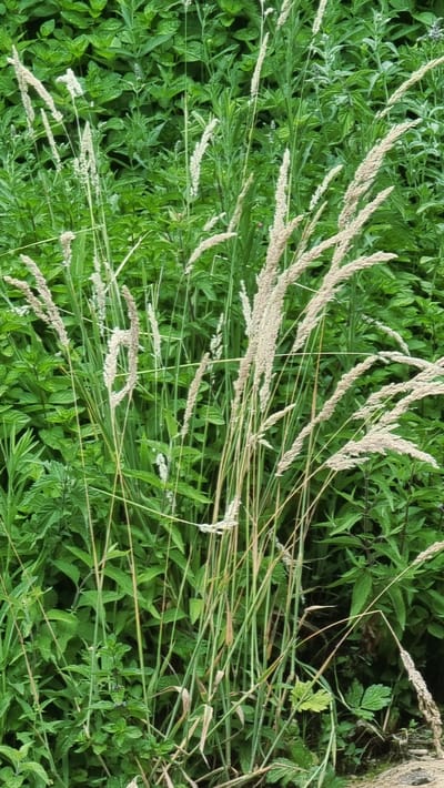 The image displays a close-up view of tall, dry grass stalks with feathery seed heads against a backdrop of lush green foliage. The foreground is dominated by these dried grasses, which are light brown and cream-colored, some standing upright and others bending over. The green background consists of various leafy plants, appearing dense and healthy, suggesting a natural or overgrown setting. The lighting is diffused, likely indicating an overcast day or shaded area, with no harsh shadows visible. The composition is tight, focusing on the textures and vertical lines of the vegetation. The scene appears to be a natural environment, possibly a field or overgrown garden, located in Camprodon, Spain. No people or animals are visible in the image.