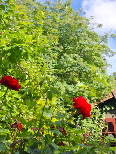 A low-angle, medium shot captures a vibrant garden scene. Two bright red roses, one in the foreground left and another in the mid-ground right, are the primary subjects. The roses are in full bloom, with velvety petals. They are surrounded by lush, green foliage and thorny stems.

In the background, a large tree with a dense canopy of green leaves dominates the upper portion of the frame, its branches reaching towards a partly cloudy blue sky. To the far right, the corner of a wooden structure, possibly a shed or outbuilding, is visible. This structure has a red-toned door with a dark window pane and is partially covered with ivy and other climbing plants. The overall impression is one of a thriving, sun-drenched garden in Middleton Tyas, United Kingdom, during a bright day. There are no people or animals visible in the image.