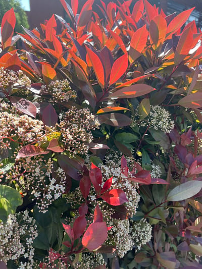 The image features a close-up view of a Photinia shrub in bloom. The shrub displays a mix of foliage colors ranging from bright red and orange to dark green, brown, and burgundy. Small white flowers are clustered among the leaves in numerous small groups. Sunlight shines on the leaves, highlighting their textures and varied colors. It appears to be a well-maintained outdoor scene, based on the healthy state of the shrub. The location, Slough, United Kingdom, suggests a temperate climate suitable for such growth.