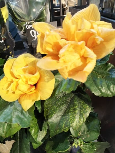 The image shows two yellow hibiscus flowers in full bloom. The flowers are surrounded by green leaves. In the background, there is a plant with a price tag of "9". The scene appears to be inside a store or market. The location is in Ivano-Frankivsk, Ukraine. There are no people visible in the image.