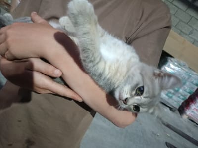 A person is holding a light gray kitten with dark gray stripes. The kitten is lying on its back in the person's arms, with its head tilted to the side and its eyes looking at the camera. The kitten's fur is soft and fluffy, and its paws are extended upwards. The person's arms are wrapped around the kitten, and their hands are visible, supporting the kitten's body. The person is wearing a brown t-shirt.
The background is out of focus, but appears to be an indoor setting. There is a wall with a brick pattern visible on the right side of the image, and some cardboard boxes stacked behind the person. The lighting suggests it might be evening or nighttime, or an indoor area with artificial lighting.
The kitten appears to be relaxed and comfortable in the person's arms, and its expression could be interpreted as curious or playful. The image captures a tender moment between a person and their pet. No visible text is present in the image. The scene takes place in Avtury, Russia.