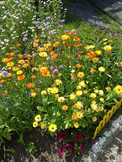 This image captures a vibrant flowerbed with a variety of colorful blooms, including orange and yellow calendula, white daisies, and purple cornflowers, set against a backdrop of lush green foliage. A small, yellow decorative fence borders the right side of the flowerbed, adjacent to a gravel path with visible white markings. The ground beneath the flowers is dark soil with some scattered small stones. The scene appears to be an outdoor setting, possibly a garden or park area in a residential or public space. There are no people or animals visible in the image. The lighting suggests it is daytime with sunlight casting shadows. This scene could be located in Vysokaya Gora, Russia, given its appearance as a typical outdoor garden feature.