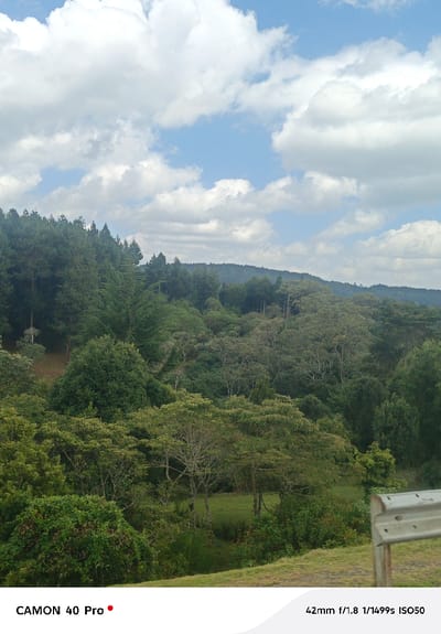 The image depicts a verdant, hilly landscape identified as being in Kitengela ward, Kenya. The scene is dominated by dense green vegetation, primarily trees, covering multiple rolling hills that recede into the distance. The sky above is bright blue with numerous scattered white cumulus clouds, indicating fair weather conditions.

In the foreground, the lower right section features a silver-colored metal guardrail, suggesting the vantage point is from a road or elevated platform. Below the guardrail, a patch of light green grass is visible, transitioning into dense bushes and a variety of trees with different foliage densities and heights. Some trees have lighter green leaves, while others are a darker shade, contributing to the varied texture of the forest. No people or animals are visible, and no specific actions or interactions are occurring. The overall environment appears natural and undeveloped, characterized by a lush, forested terrain under a partly cloudy sky.