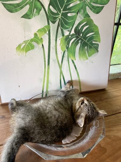 A young tabby kitten with grey and brown fur is playing on a white canvas with a green monstera leaf print. The kitten is lying on its side, with its paws extended towards the painting. It is in a clear glass bowl, and its tail is resting on a wooden surface. The scene appears to be indoors, with natural light coming from a window in the background. The overall impression is one of playfulness and curiosity, as the kitten explores its surroundings. The image is taken from a high angle, looking down at the kitten and the painting. The wooden surface suggests a rustic or natural setting, possibly a home or a workshop. The monstera leaves on the painting add a touch of greenery and vibrancy to the composition.
