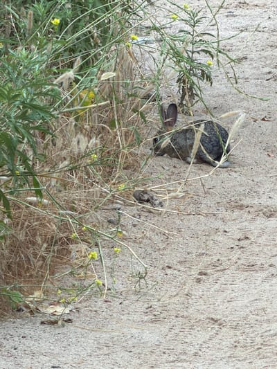 A rabbit is partially hidden behind a concrete wall, nestled amongst dry grass and green foliage. The rabbit is facing away from the camera, with its head turned to the left, revealing its ear and part of its face. Its fur appears to be a mix of grey and brown. The background is a rough, textured concrete surface, possibly a wall or a foundation. The foreground is filled with dry, straw-like grass and some green plants with small yellow flowers. The scene suggests an outdoor environment, likely in a natural or semi-natural setting, given the presence of vegetation and the rabbit. The lighting appears to be natural daylight, but the time of day and weather conditions are not explicitly discernible. There is no visible text in the image. The overall impression is one of a wild animal seeking refuge or shelter in its environment.