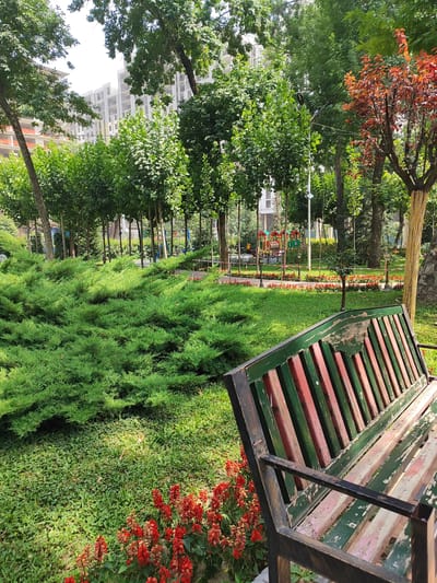 The image depicts a park scene, likely in Dushanbe, Tajikistan, featuring a weathered wooden bench in the foreground, painted with alternating green and red stripes, and showing signs of wear and tear. Behind the bench, a lush, low-lying green bush dominates the left side of the frame, interspersed with clusters of vibrant red flowers. In the mid-ground, a pathway lined with more red flowers leads towards a playground area with colorful equipment. Tall, slender trees with dense green foliage are arranged in rows, creating a sense of order within the park. Further in the background, buildings are visible, including a multi-story structure that appears to be under construction, suggesting an urban setting. The overall environment is natural and well-maintained, with a clear emphasis on greenery and recreational spaces. The lighting suggests it is daytime, with sunlight casting shadows. No people are visible in the image.