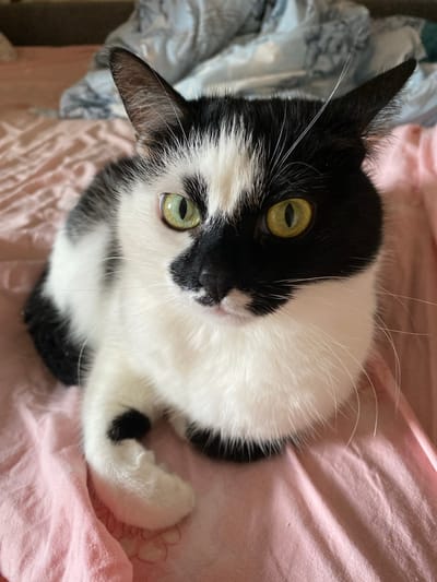 A black and white cat with striking green eyes is lying on a pink, textured surface, possibly a bedspread. The cat's face is half black and half white, with a black patch over its right eye and a white patch over its left. Its body is mostly white with black patches on its back and tail. The cat is looking directly at the camera with a calm expression. The background is blurred, showing what appears to be bedding in muted colors. The lighting is soft and natural, suggesting it's an indoor setting. There is no indication of the city of Protvino, Russia in the image.