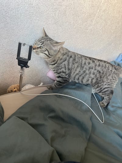 A grey tabby cat with black stripes is captured in a side profile, its head tilted towards a black smartphone holder mounted on a silver extendable pole. The cat's body is positioned on a bed with dark grey and beige bedding, and a white cord is draped across the fabric. In the background, a textured light-colored wall is visible. Partially obscured by the pole is a small, light brown teddy bear. The scene is indoors and appears to be a casual setting, possibly a bedroom. There are no identifiable landmarks in the image to suggest a specific location in Genemuiden, Netherlands.