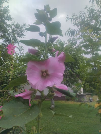 A cluster of pink hollyhocks is in full bloom against a backdrop of lush green foliage and a hazy sky. The main hollyhock, prominently featured in the foreground, displays large, delicate petals radiating from a central, darker pistil. To the left, another pink bloom, partially obscured by leaves, adds to the floral display. The plant is characterized by its tall stalk, dotted with buds and withered remnants of past blooms, and large, heart-shaped leaves.
The scene is set in an outdoor environment with a well-maintained lawn stretching towards a building in the distance. The building appears to be a modest structure, possibly a house or shed, with an attached concrete patio or foundation. A dark object, potentially a car or garden furniture, is partially visible near the building. The general atmosphere is one of a tranquil garden setting. While the specific location within the city of Bandza, Georgia, is not explicitly indicated by any visible landmarks or signage, the presence of a cultivated garden, a house, and a lawn suggests a residential or community area. No people are visible in the frame.