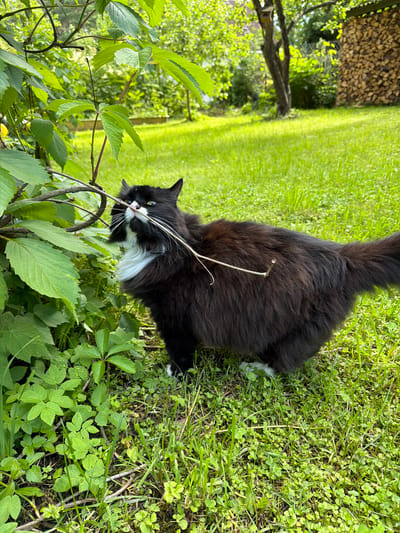 In a grassy yard in Orekhovo, Russia, a fluffy black and white cat is sniffing a thin branch. The cat is facing left, with its head turned towards the branch. The cat's fur is long and dark, with a white chest and bib. Its eyes are open and its whiskers are long and white. The cat's tail is bushy and extended behind it. The background of the image is a lush green lawn, with trees and a stack of firewood visible in the distance. The lighting suggests it is daytime.