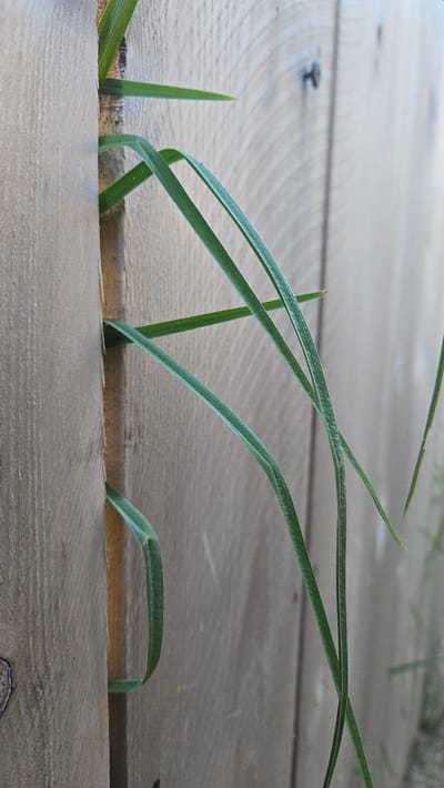 The image is a close-up, vertical shot of blades of grass growing through a gap in a weathered wooden fence. The fence is made of vertical wooden planks with visible grain patterns. The grass is a vibrant green and its blades are long and slender, curving and intertwining as they emerge from the fence. One blade of grass is particularly prominent, curving downwards in the foreground. The background is a blurred expanse of the wooden fence, with a hint of what appears to be a screw or nail embedded in the wood. The lighting suggests it is daytime, with soft shadows. The scene is devoid of human presence and depicts a natural element interacting with man-made structure. The location is Lompoc, United States of America.