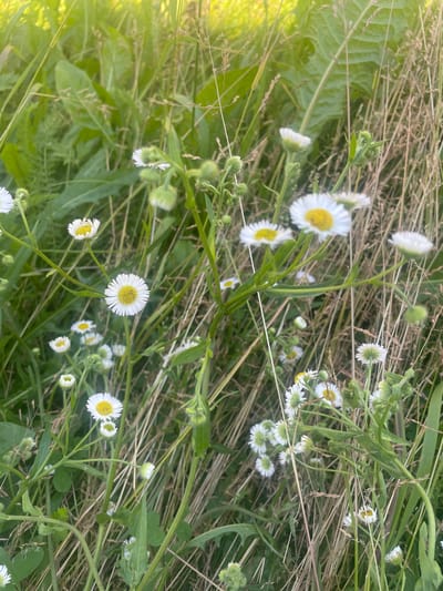 This is a close-up, medium-angle photograph of several white and yellow daisy-like wildflowers growing in tall grass. The flowers have numerous white ray florets and a yellow central disc. Some of the flowers are in full bloom, while others are still in bud. The stems are green and thin, and the leaves are serrated and green. The background consists of dry, brown grass stalks and some larger green leaves, suggesting an outdoor, natural environment. The lighting is bright and appears to be natural sunlight, creating a slight overexposure in the upper left quadrant of the image. There are no people or animals present. The scene is likely a meadow or field in the city of Valki, Russia.