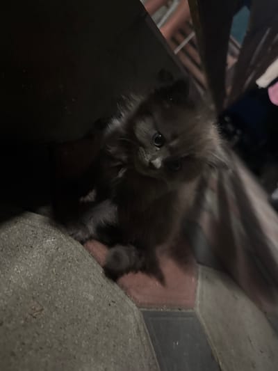 A fluffy, gray kitten with wide, dark eyes is the primary subject of this image, captured in a dimly lit environment. The kitten appears to be peeking out from under a dark, angled surface, possibly a piece of furniture or a structural element. Its fur is long and appears somewhat disheveled. The background is dark and out of focus, with hints of vertical lines that could suggest fencing or furniture slats. A textured, gray surface is visible in the foreground, possibly concrete or stone. The lighting is low, creating shadows and obscuring fine details, particularly in the background. The image does not contain any identifiable elements that would place it in Bohunove, Ukraine, or any other specific city.