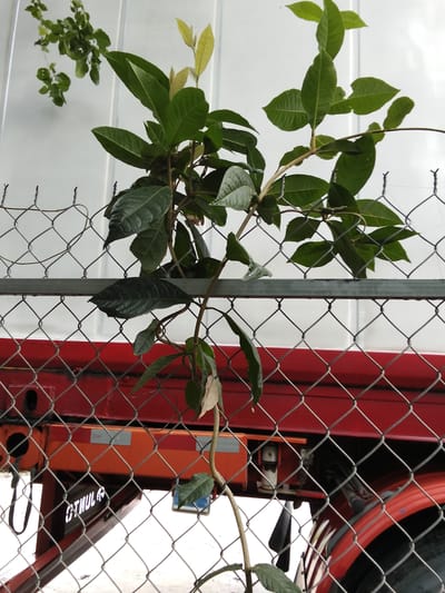 A young plant with green leaves and thin stems grows on a chain-link fence. The fence is attached to a metal bar above a red object that appears to be the side of a vehicle or structure. The background is a white, possibly corrugated, surface. The scene is likely outdoors, with the plant being the central subject. The context provided indicates this image was taken in Phú Sơn, Vietnam.