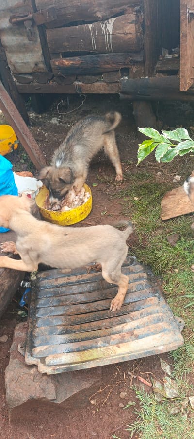 Two puppies scavenge for food outside a rustic wooden structure. One puppy, grey and brown, stands in a yellow bowl filled with bones. The other, tan-colored, walks atop a dark, ridged metal grate resting on the muddy ground. Patches of grass and a leafy plant surround the puppies. The scene appears messy and disorganized.