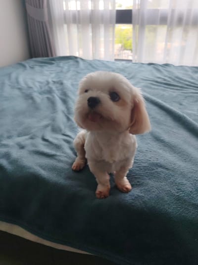 A fluffy white Shih Tzu puppy is sitting on a teal-colored bedspread. The puppy is facing the camera with its tongue slightly sticking out and its head tilted. It has dark eyes and light brown ears. The puppy's fur is fluffy and appears to have been recently groomed.

The bedspread is rumpled, suggesting it might be made of a soft, plush material. In the background, sheer white curtains hang over a window, allowing natural light to enter the room. Through the curtains, blurry greenery and what appears to be a building are visible, indicating an outdoor view. The lighting suggests it is daytime, and the overall atmosphere is relaxed and domestic. The puppy's pose and expression convey a sense of curiosity and playfulness. There is no visible text in the image. The setting appears to be a bedroom or a living area with a bed.
