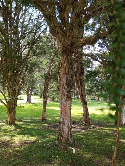 A sun-dappled grove of trees, mainly evergreen, occupies a grassy area. The central tree is thick, its trunk contorted, with two limbs drooping down. Other trees with peeling bark are scattered, their canopies forming a loose roof. A few strands of leaves hang to the right of the frame. Sunlight filters through the trees, creating dappled shadows on the grass below.