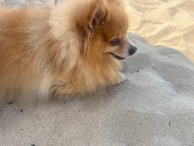 A fluffy, light brown Pomeranian dog lies on a sandy beach, with its head turned to the right, looking away from the camera. The dog's fur is thick and appears somewhat tousled by the sand. The background consists of light-colored sand, with subtle ripples and shadows indicating a bright, sunny day. The scene suggests a relaxed moment on a beach in Primorsko, Bulgaria.
