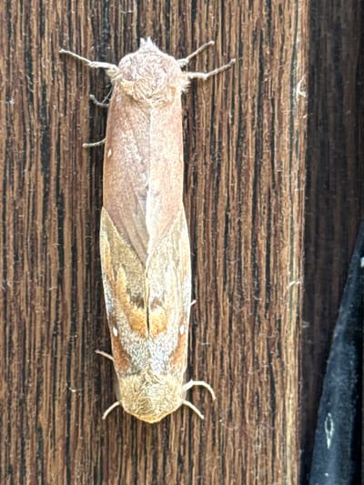 A moth rests vertically on a wooden surface with vertical grain. The moth is light brown with darker brown markings and two small white spots on its wings. The wooden surface appears weathered. A dark, textured fabric is visible to the right of the moth, partially obscuring the wooden surface. The scene is outdoors, likely in an urban or suburban setting in Khmilna, Ukraine, based on the provided context.
