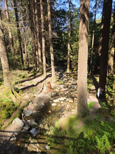 The image depicts a forest landscape in Knockfadda, Ireland. The scene is characterized by tall, slender trees that line the left side of the frame, extending vertically. A small, rocky stream runs through the middle ground, with clear water flowing over stones. A dirt path parallels the stream. On the right, lush green vegetation and ferns cover the ground. A person wearing a white top and dark pants is sitting on the path in the upper right corner. The lighting suggests a sunny day with shadows cast by the trees.