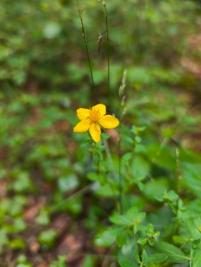 A single, bright yellow flower, likely a species of St. John's Wort, is in sharp focus in the center of the frame. The flower has five petals and a cluster of yellow stamens in the center, and water droplets are visible on its petals, suggesting recent rain. The flower is positioned against a soft, blurred background of lush green foliage, indicating it is in a natural, outdoor setting. The shallow depth of field draws the viewer's eye directly to the flower. The overall impression is one of natural beauty and delicate detail. The image was taken in Choceň, Czechia, on June 13, 2024.