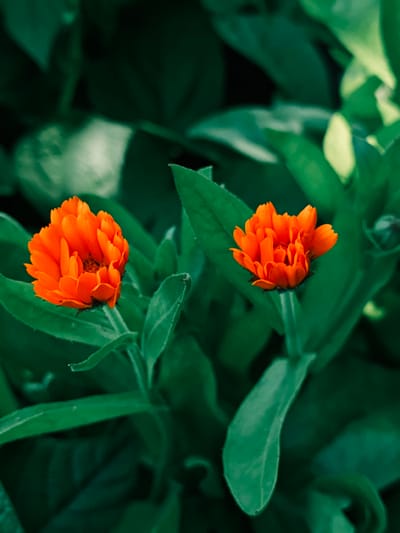 In Parkhomivka, Ukraine, two vibrant orange calendula flowers are in sharp focus against a dark, blurred background of lush green foliage. The flowers, with their tightly packed petals, are centrally located and dominate the foreground. One flower is positioned on the left, slightly higher than the other, which is to the right and further back. The green leaves of the calendula plants surround the blooms, creating a natural, organic setting. The lighting suggests an outdoor environment, possibly a garden or a field, with soft shadows and diffused light enhancing the rich colors of the flowers and leaves. There are no people or man-made objects visible in the image.