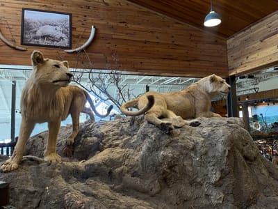 The image depicts a taxidermied display of two lionesses on a rocky outcrop. One lioness stands, alertly facing left, while the other rests, looking right. Above, a framed black-and-white photograph hangs on a wooden-paneled wall, flanked by tusks. The scene is illuminated by an overhead light fixture. The environment appears to be the interior of a museum or exhibition hall, likely the "African" wildlife exhibit at the Bass Pro Shops in San Antonio, United States of America.